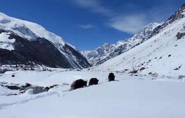 Manaslu Circuit Trek VS Annapurna Circuit Trek