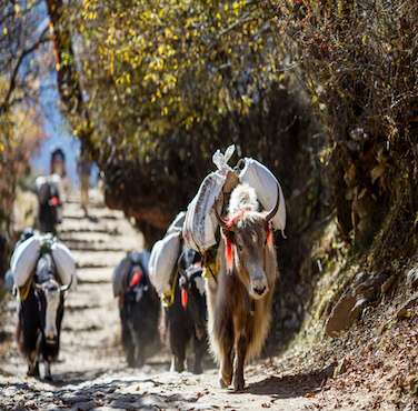 Wilderness Region Trekking - Himalayan Frozen Adventure