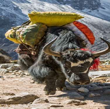 Yak Carrying the food